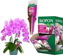 BOPON - Eliksir DUO do storczyków odżywia i regeneruje 35ml - disp - 36 szt.