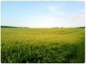 Dron DJI Agras T50