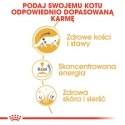 ROYAL CANIN Maine Coon - saszetka 12x85g